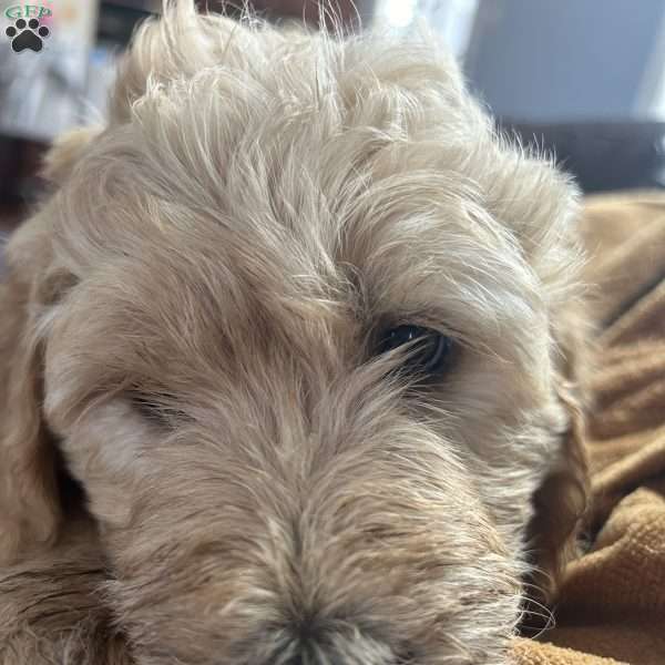 Chewy, Goldendoodle Puppy