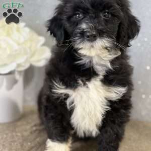 Mable, Portuguese Water Dog Puppy
