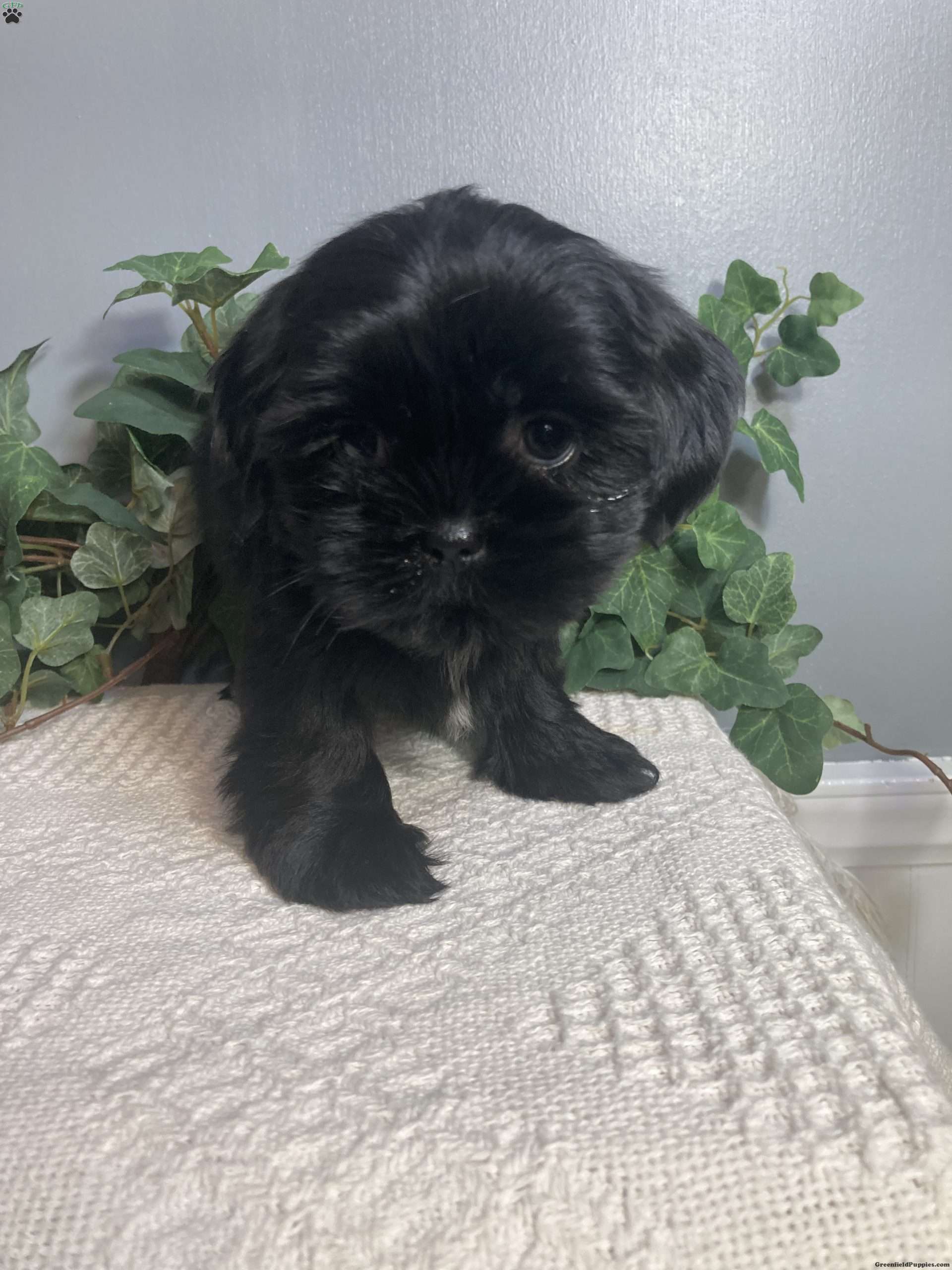 Charlie Shih Tzu Puppy For Sale in Pennsylvania