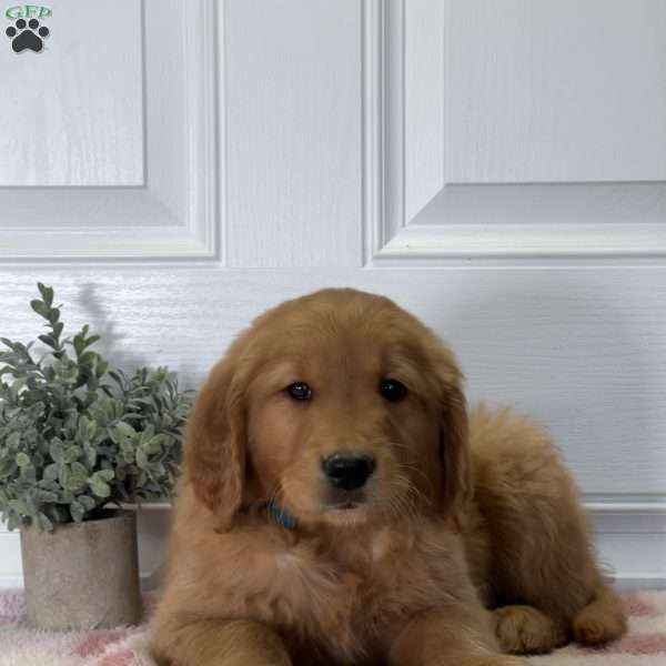 Gideon, Golden Retriever Puppy