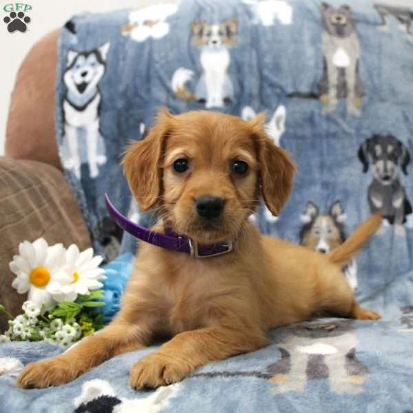 Violet, Miniature Golden Retriever Puppy