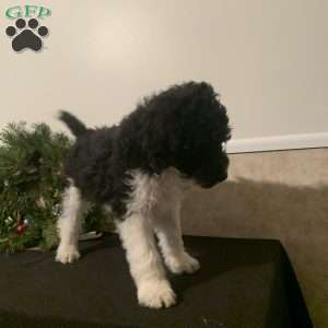 Boots, Bernedoodle Puppy