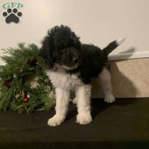 Boots, Bernedoodle Puppy