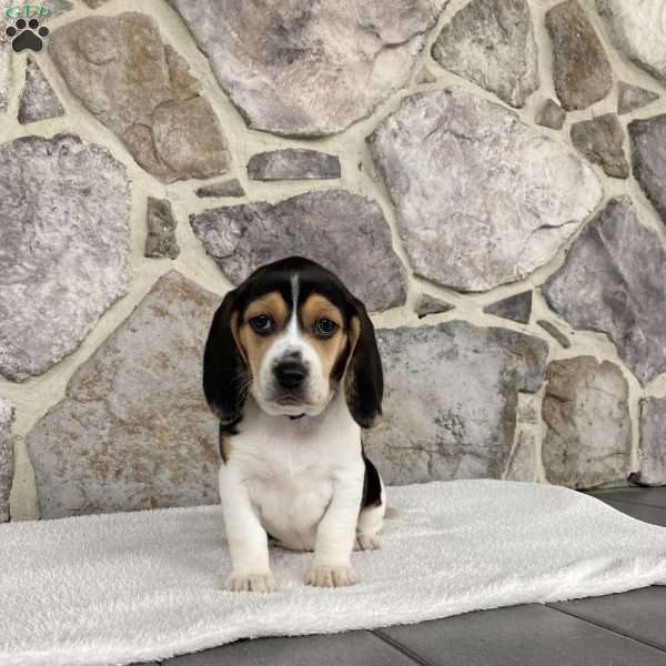 Angel, Beagle Puppy