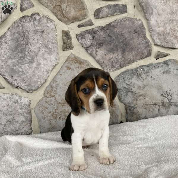 Ashley, Beagle Puppy