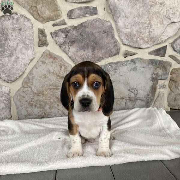Jackson, Beagle Puppy