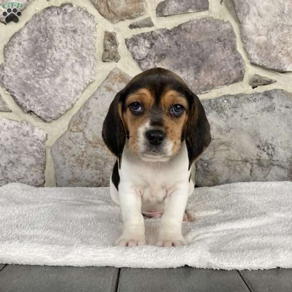 Chase, Beagle Puppy