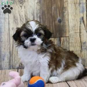 Benji - Shih Tzu Puppy for Sale in Millersburg, OH