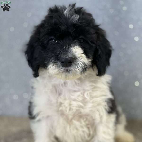 Moe, Portuguese Water Dog Puppy