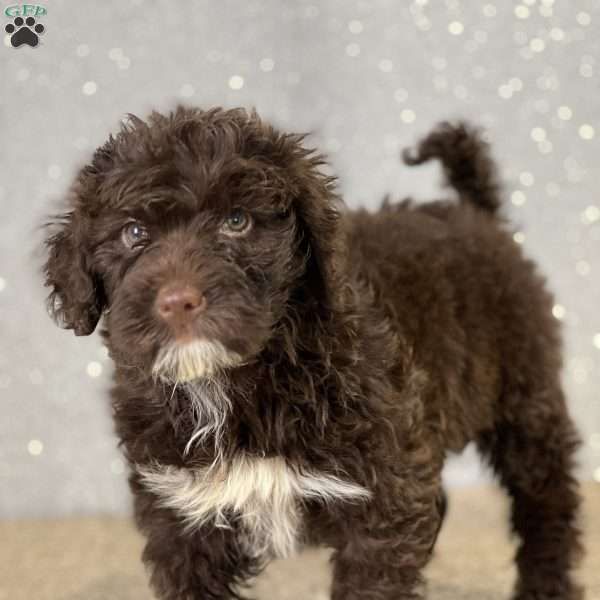 Mighty, Portuguese Water Dog Puppy