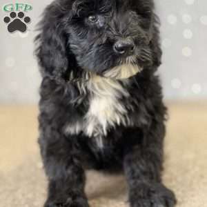 Marty, Portuguese Water Dog Puppy