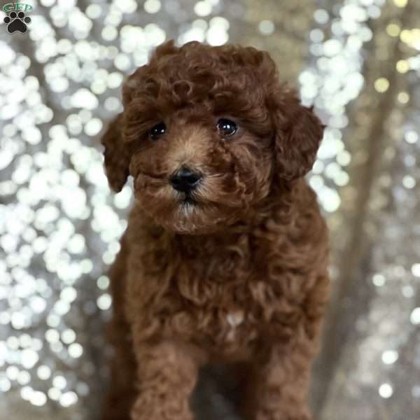 Rosie, Miniature Poodle Puppy
