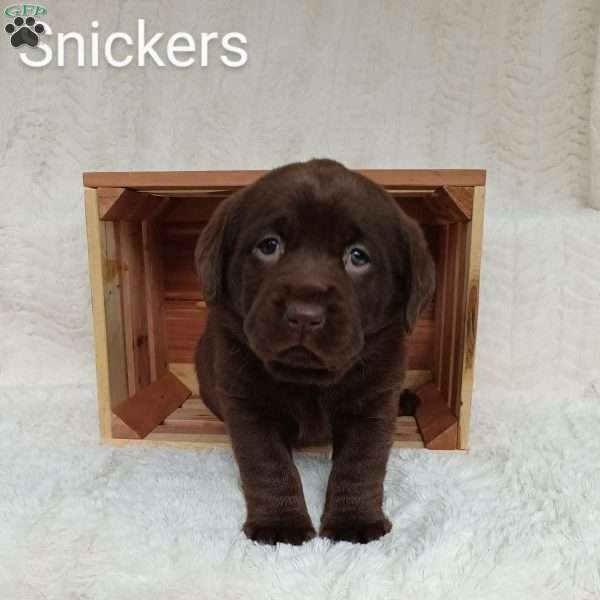 Snickers, Chocolate Labrador Retriever Puppy