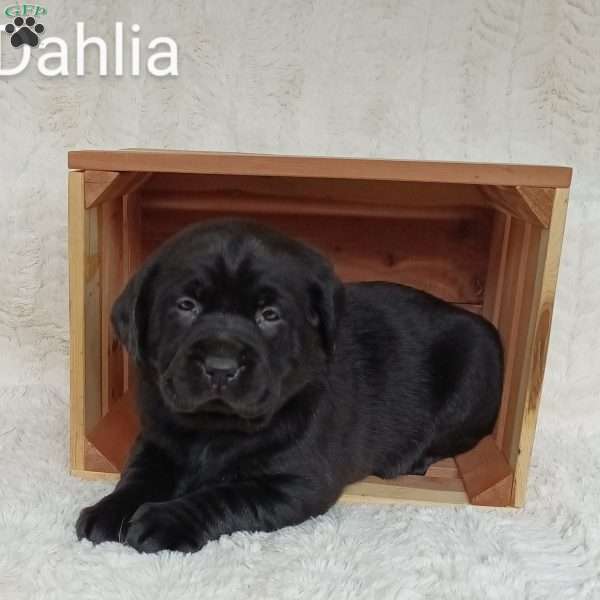 Dahlia, Chocolate Labrador Retriever Puppy