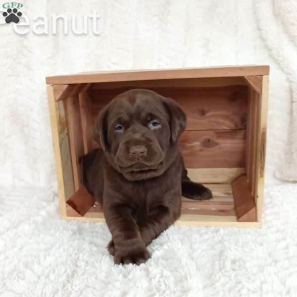 Peanut, Chocolate Labrador Retriever Puppy