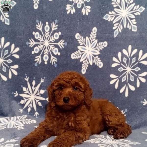 Noel, Miniature Poodle Puppy