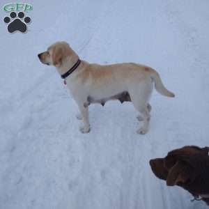 Taney, Yellow Labrador Retriever Puppy
