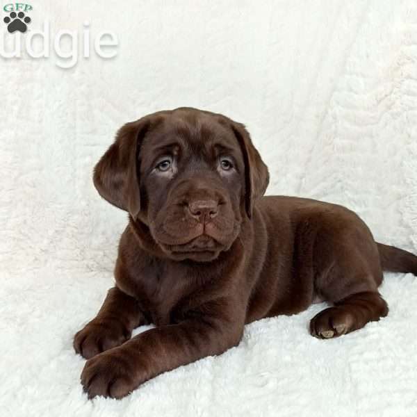 Fudgie, Chocolate Labrador Retriever Puppy
