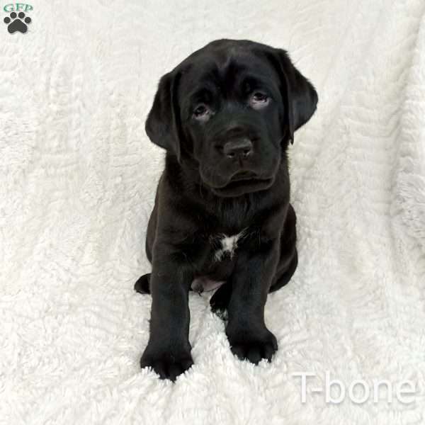 T-bone, Chocolate Labrador Retriever Puppy