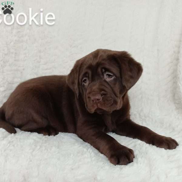 Cookie, Chocolate Labrador Retriever Puppy