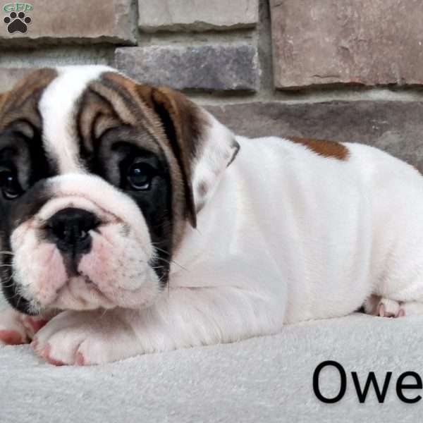 Owen, English Bulldog Puppy