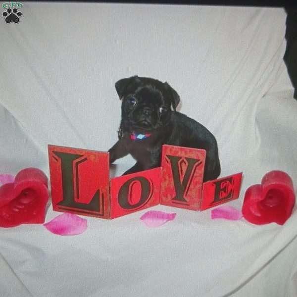 Valentine, Pug Puppy