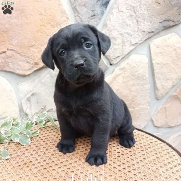 Lulu, Black Labrador Retriever Puppy