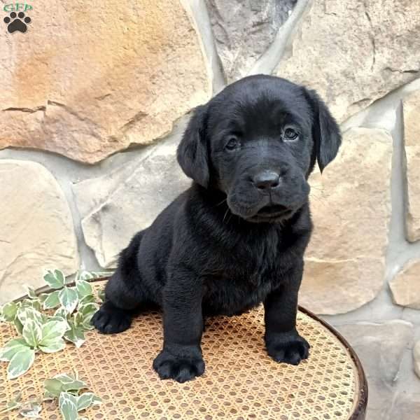 Buster, Black Labrador Retriever Puppy