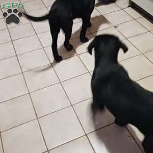 Leo, Black Labrador Retriever Puppy