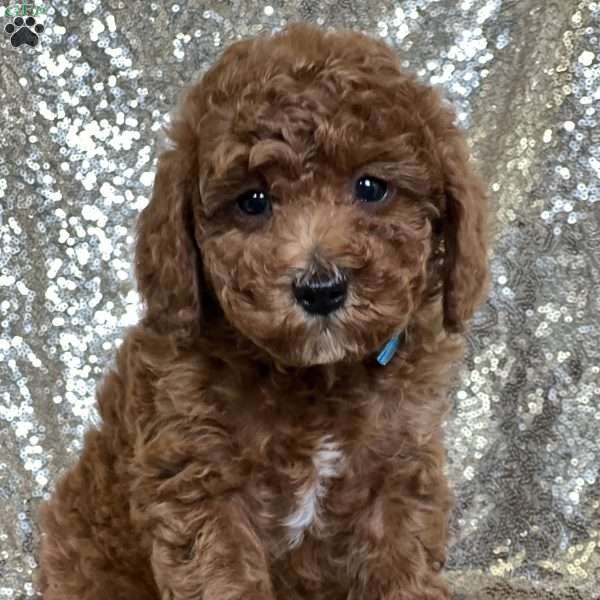 Rooster, Miniature Poodle Puppy
