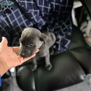 Pitbull lab mix puppy 2024 for sale