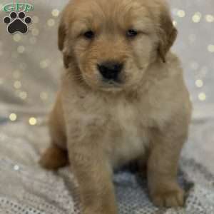 Toby, Golden Retriever Puppy