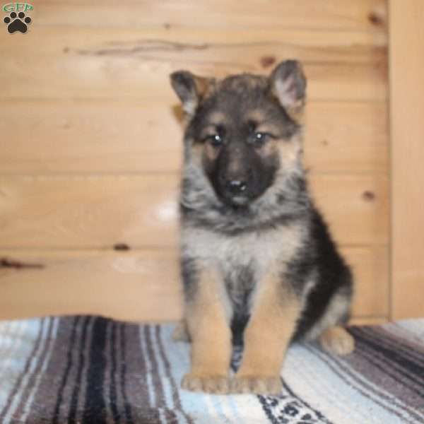 Emmy, German Shepherd Puppy