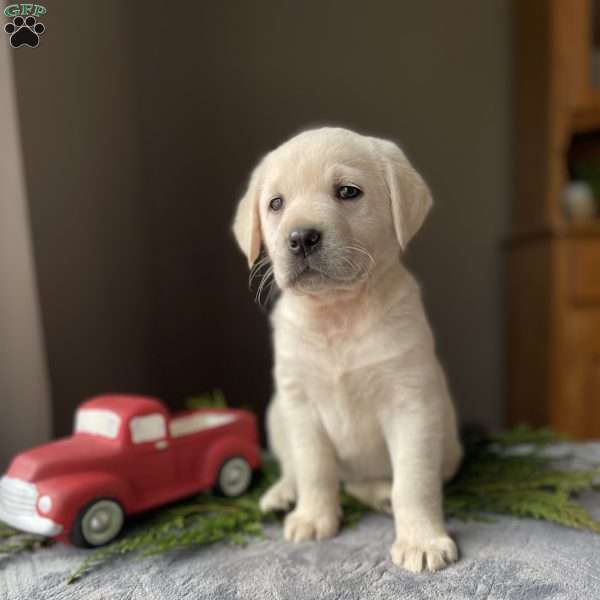 Cream, Golden Labrador Puppy