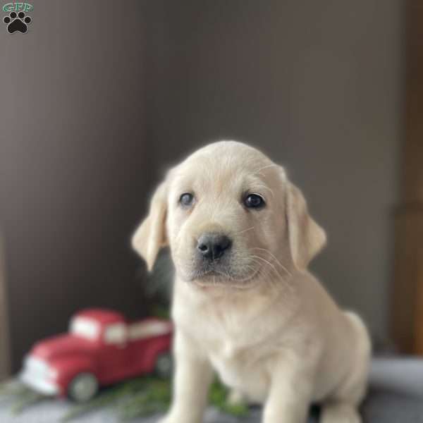 Piper, Golden Labrador Puppy