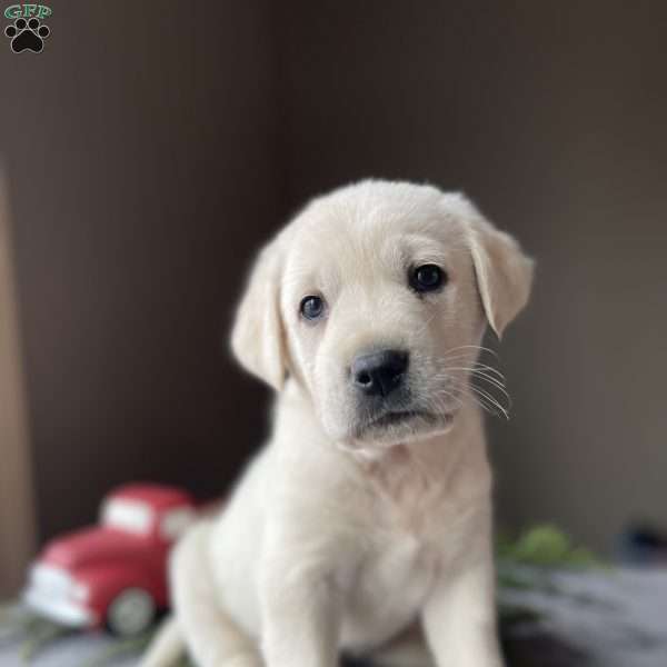 Bear, Golden Labrador Puppy