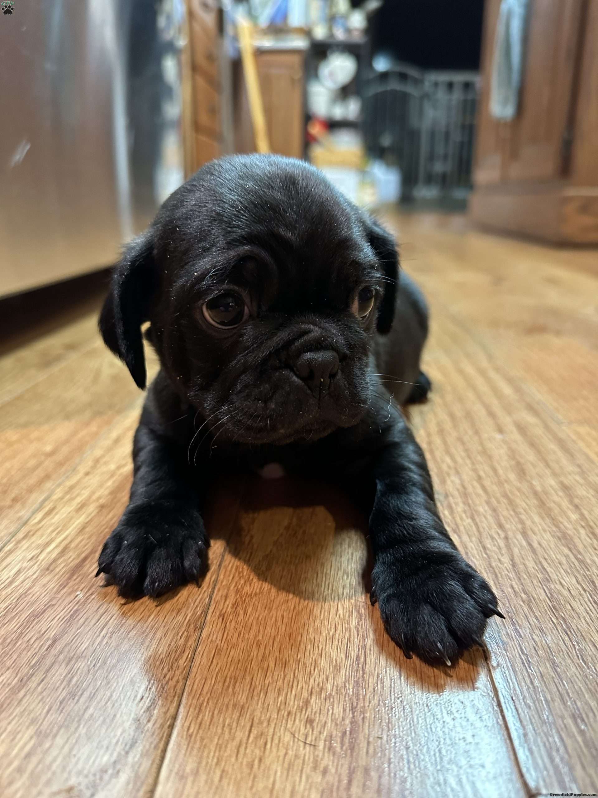 Bo Jug Puppy For Sale in Pennsylvania
