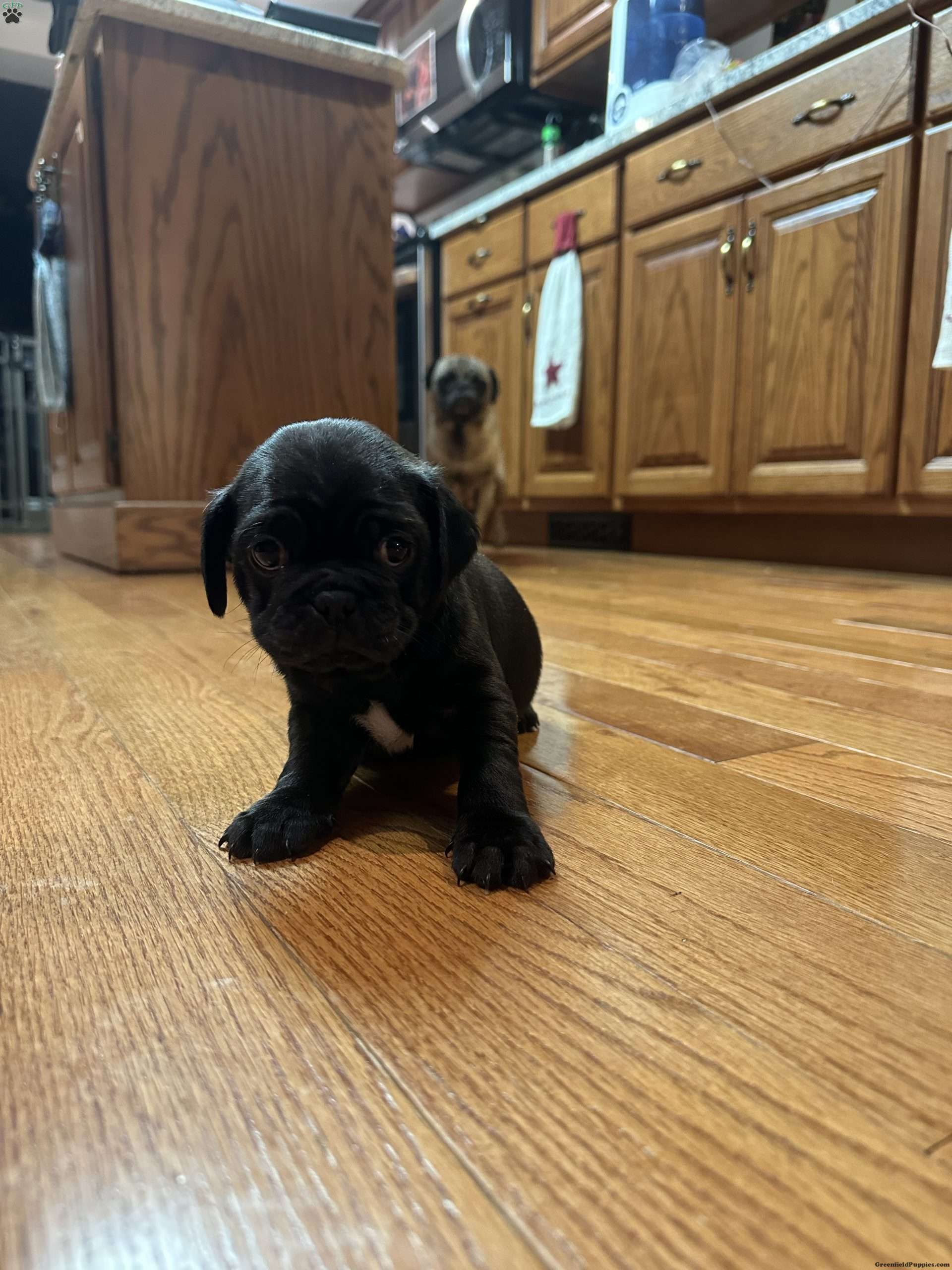 Bo Jug Puppy For Sale in Pennsylvania