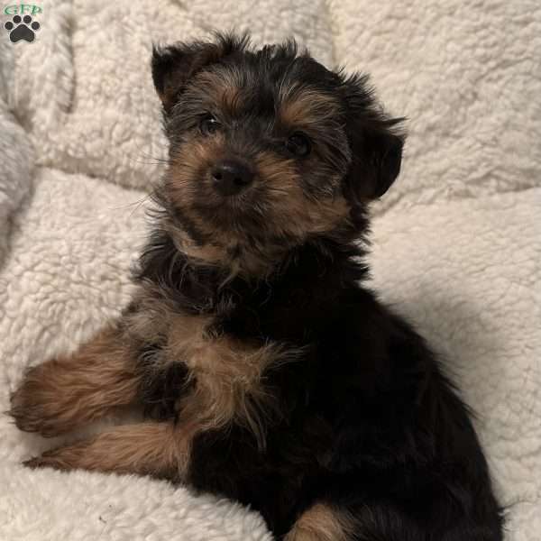 Tilly, Yorkie Poo Puppy