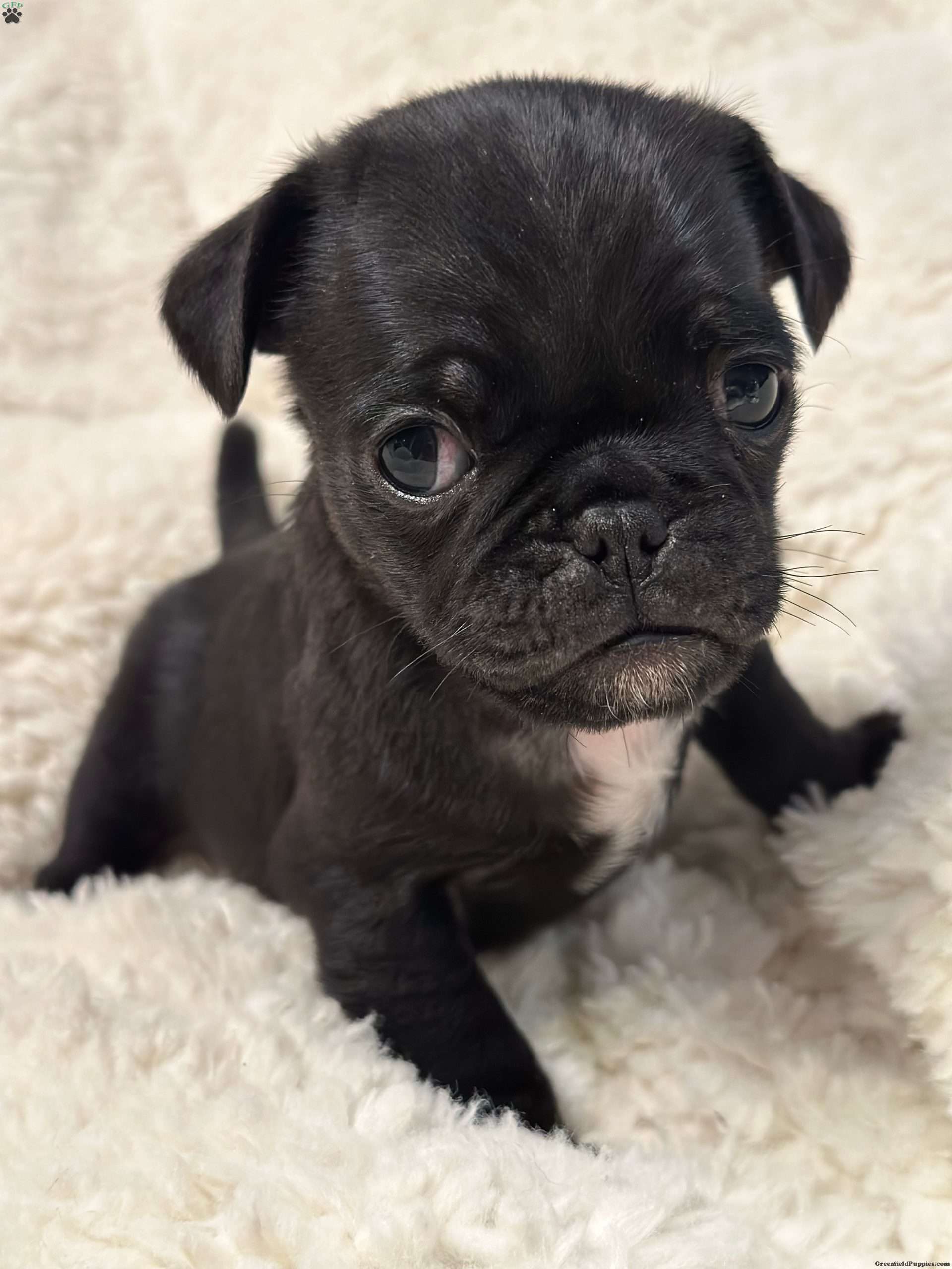 Bo Jug Puppy For Sale in Pennsylvania