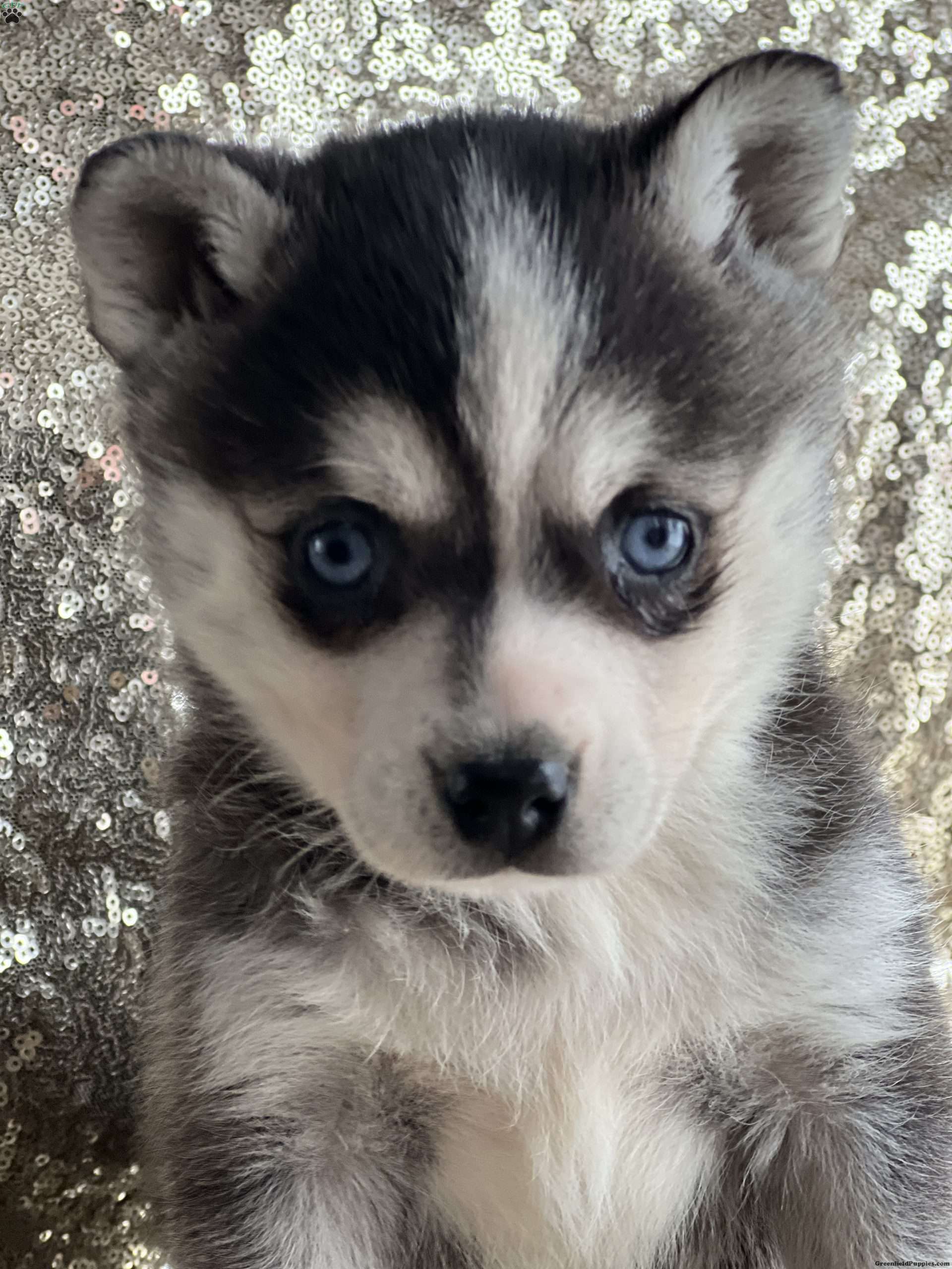 Kayle - Alaskan Klee Kai Puppy For Sale in New York