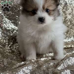 Tess, Pomeranian Puppy