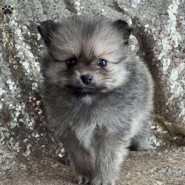 Tina, Pomeranian Puppy