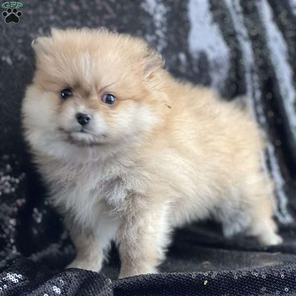 Teddy, Pomeranian Puppy