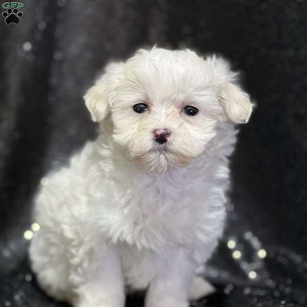 Buttons, Maltipoo Puppy
