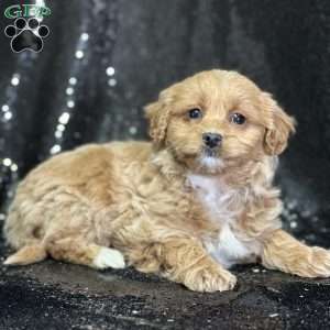 Fifi, Mini Goldendoodle Puppy