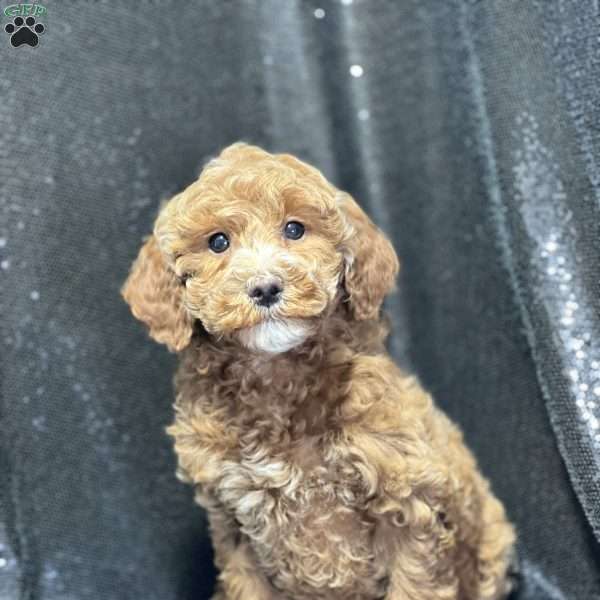 Tilly, Mini Goldendoodle Puppy