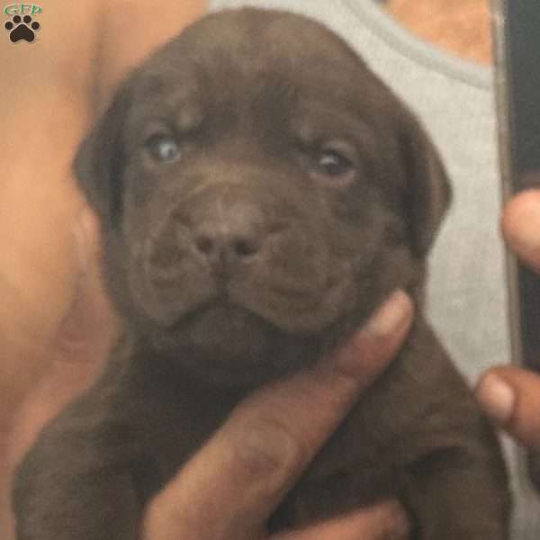 Hershey, Labrador Mix Puppy
