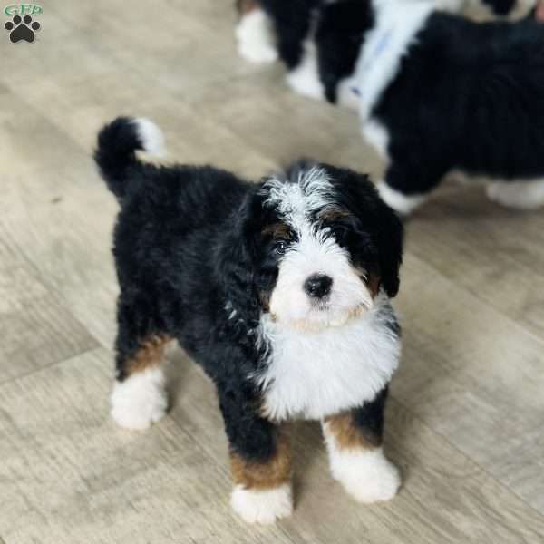 Rosy, Bernedoodle Puppy