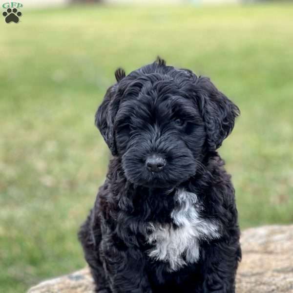 Charlie, Portuguese Water Dog Puppy